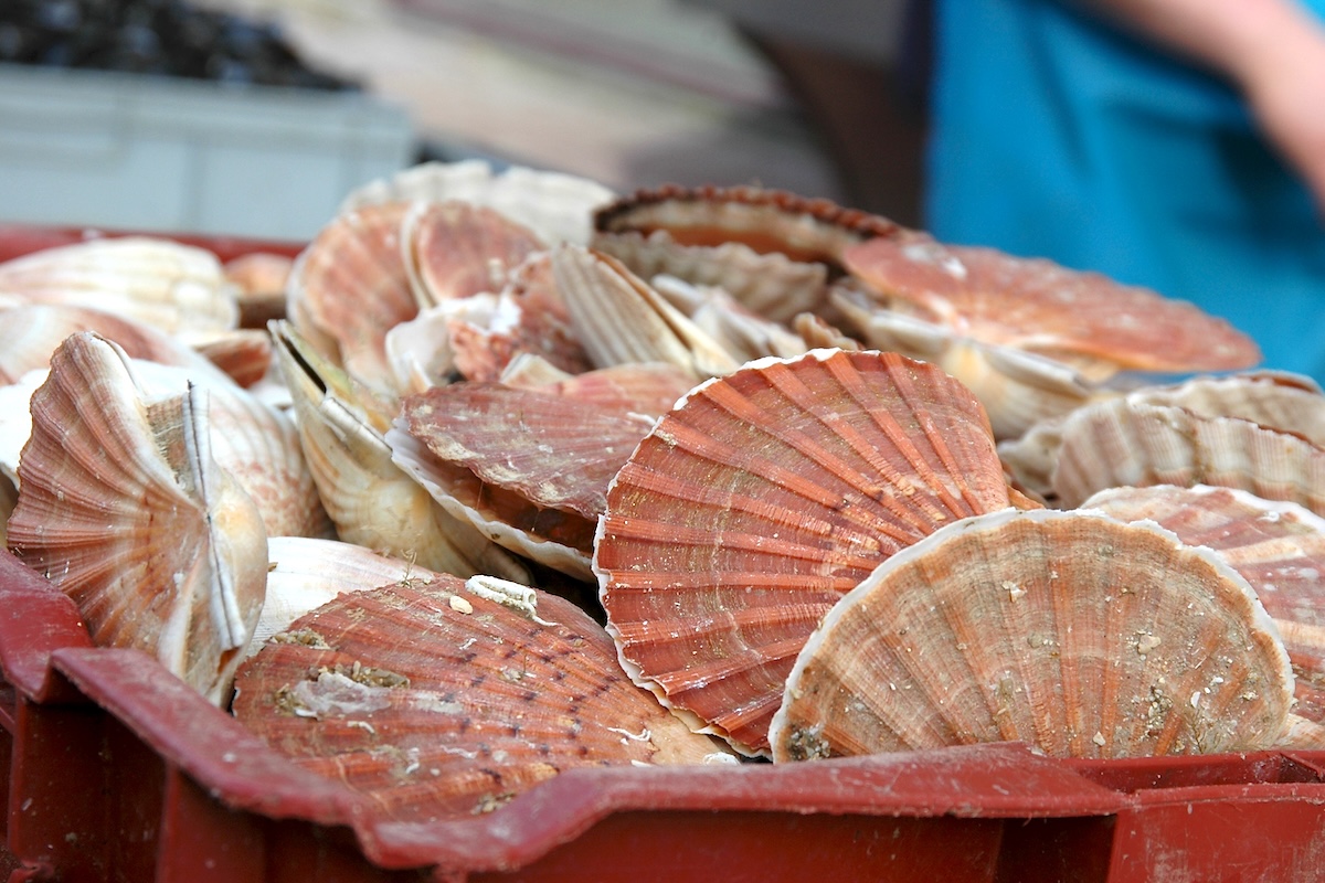 Coquilles Saint Jacques, une très belle entrée de Noël
