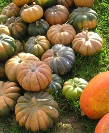 Légumes d'automne