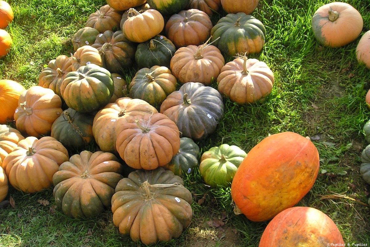 Légumes d’automne pour préparer des salades composées gourmandes et de saison
