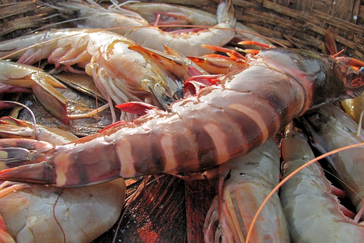 Camarones Pawar Pooja, CC BY-SA 4.0 , via Wikimedia Commons