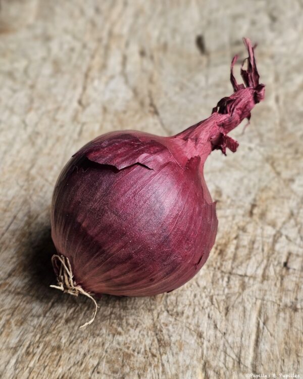 Oignon rouge