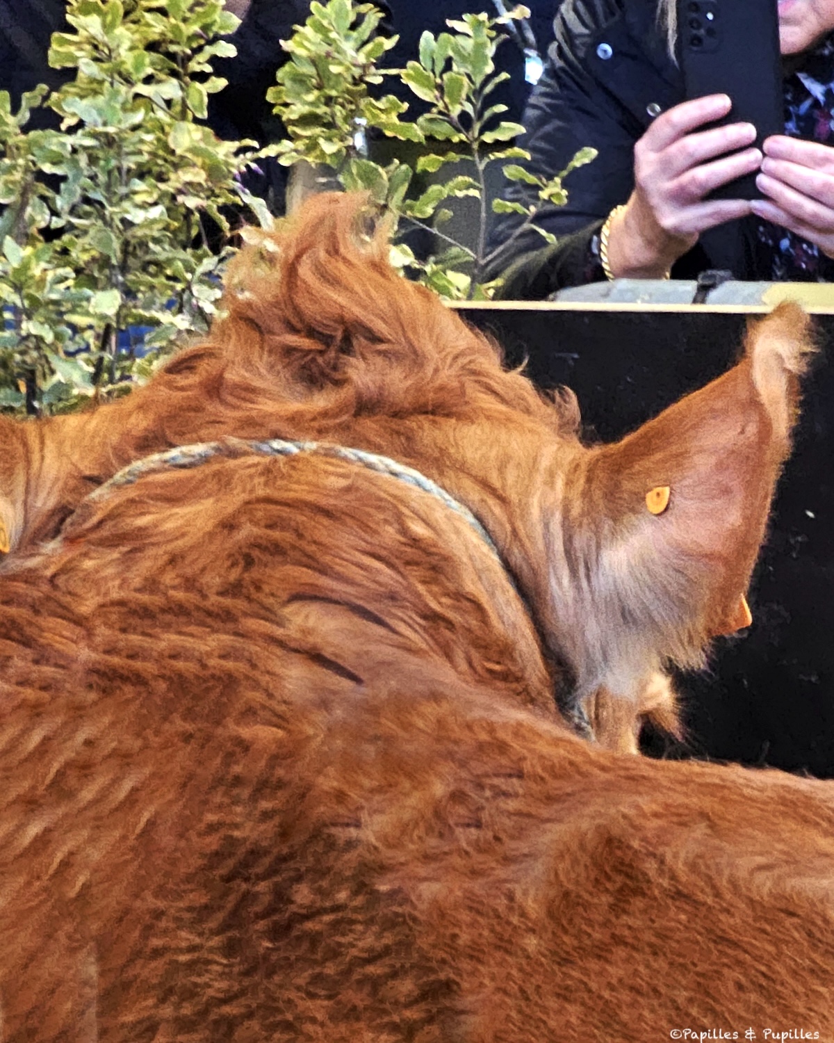 Oupette, mascotte du SIA