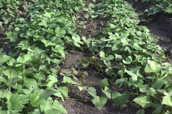 Champ de patates douces ©Douce des sables