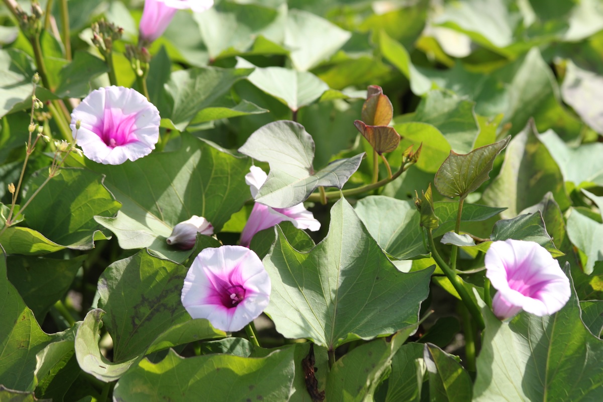 Fleurs de patates douces