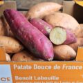 Patate douce 2 variétés