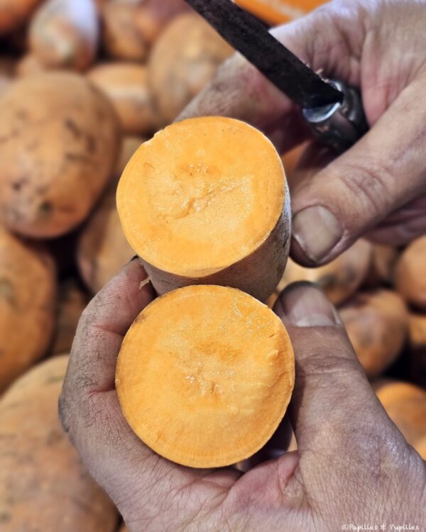 Patate douce chair orange