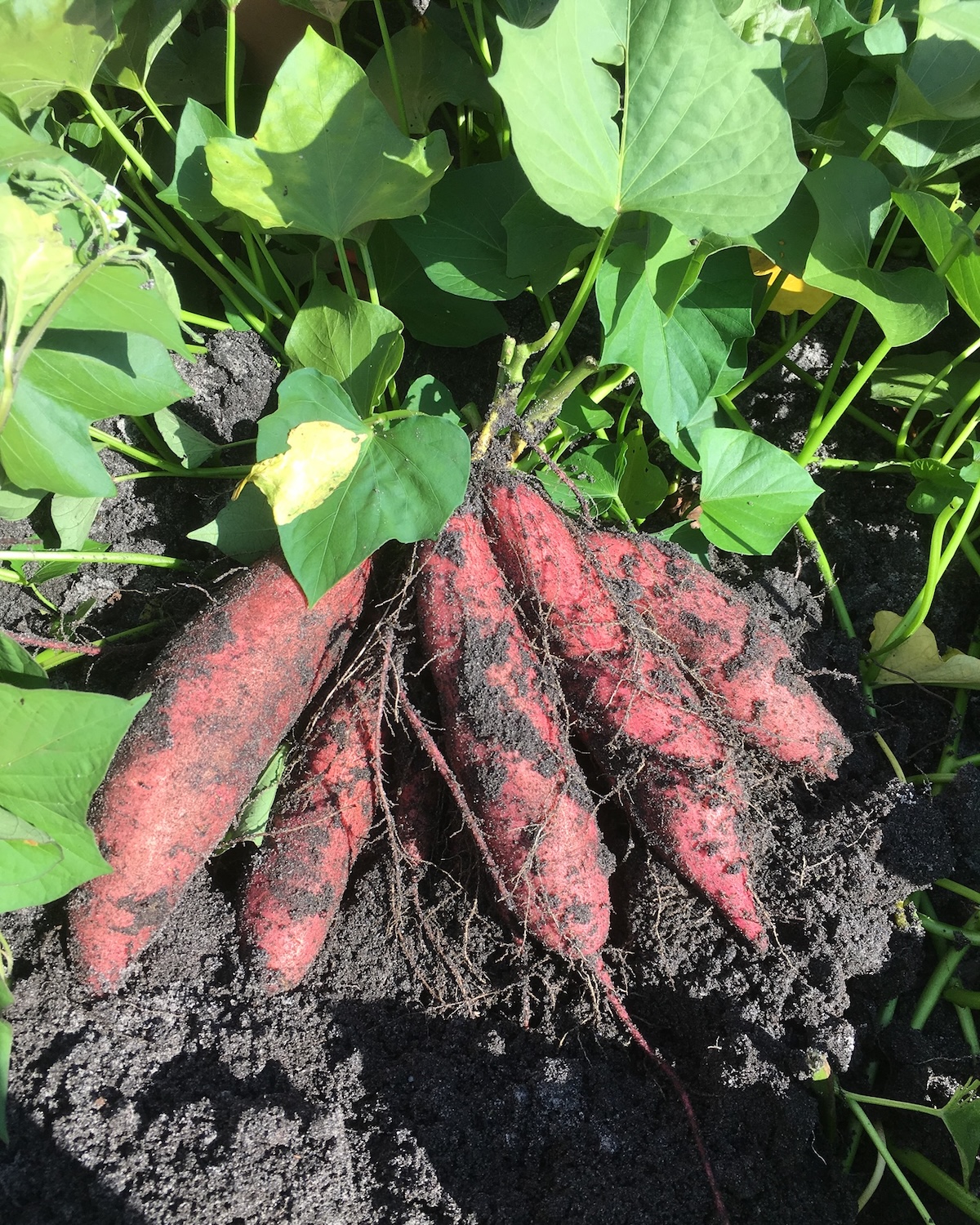 Patates douces des sables sortant de terre