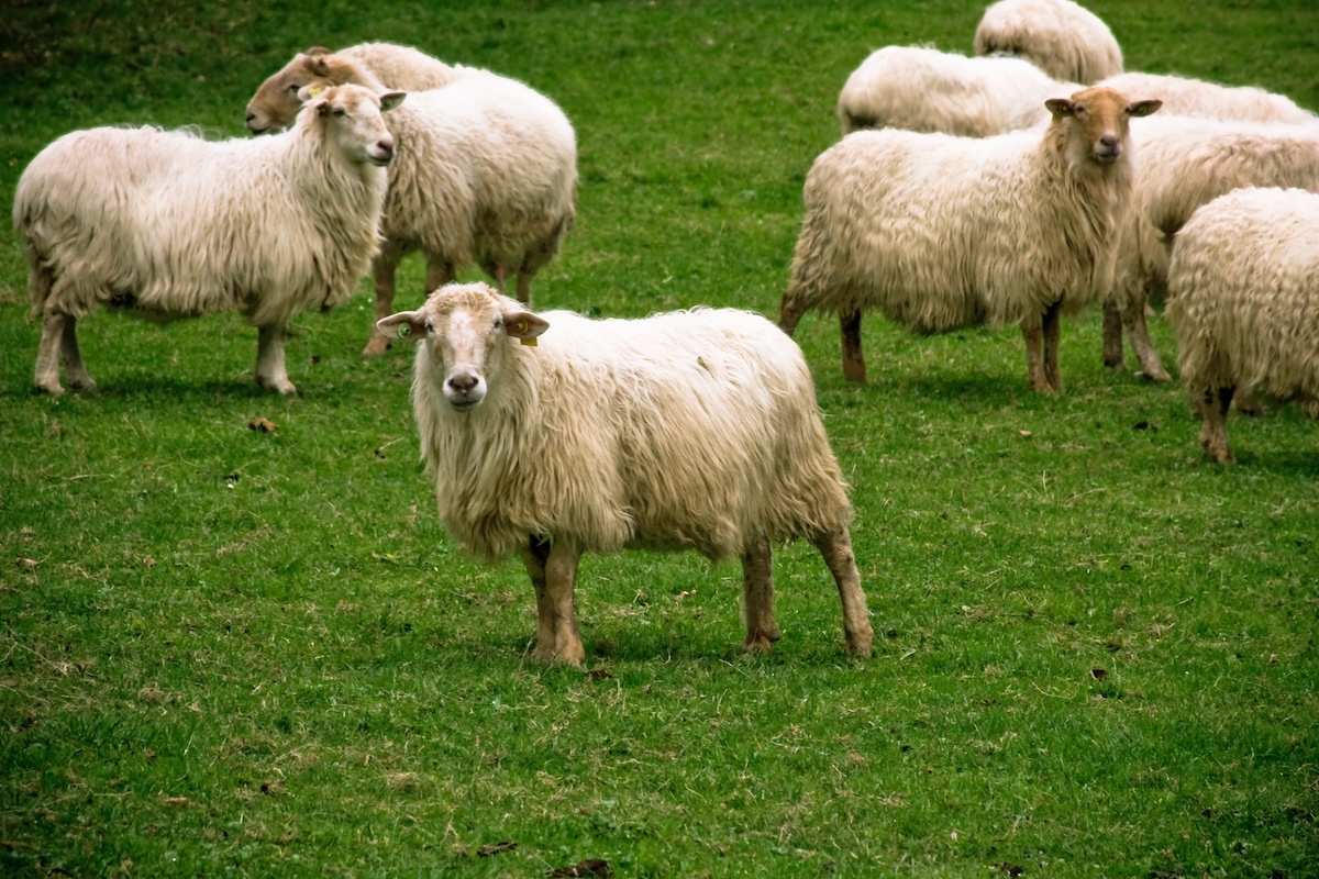 Brebis Latxa ©Delifunart S.L CC BY-NC-SA 2.0