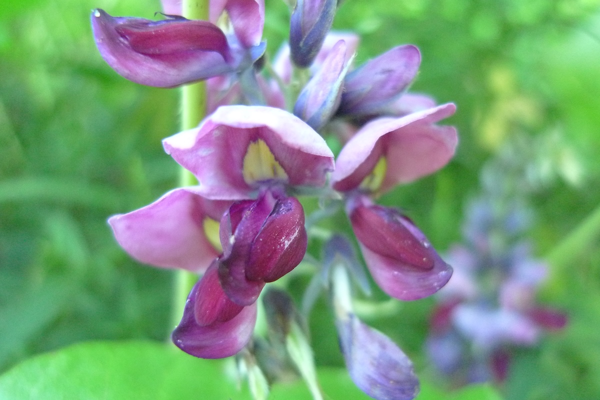 Kuzu - Pueraria lobata ©dmott9 CC BY-ND 2.0