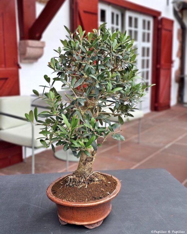 Restaurant Lore Ttipia