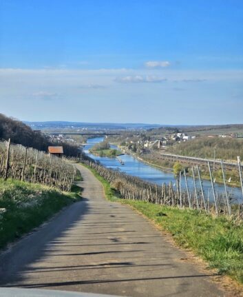 Vignes