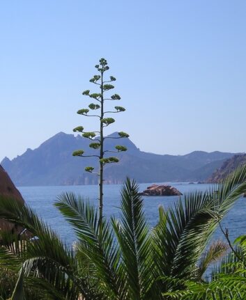Corse