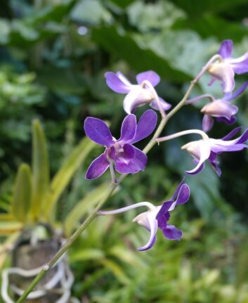 Fleur Martinique