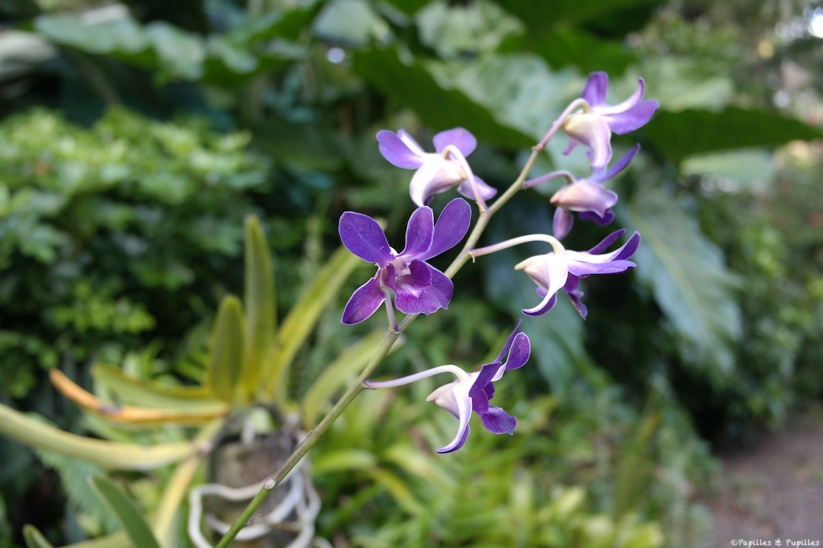 Fleur Martinique