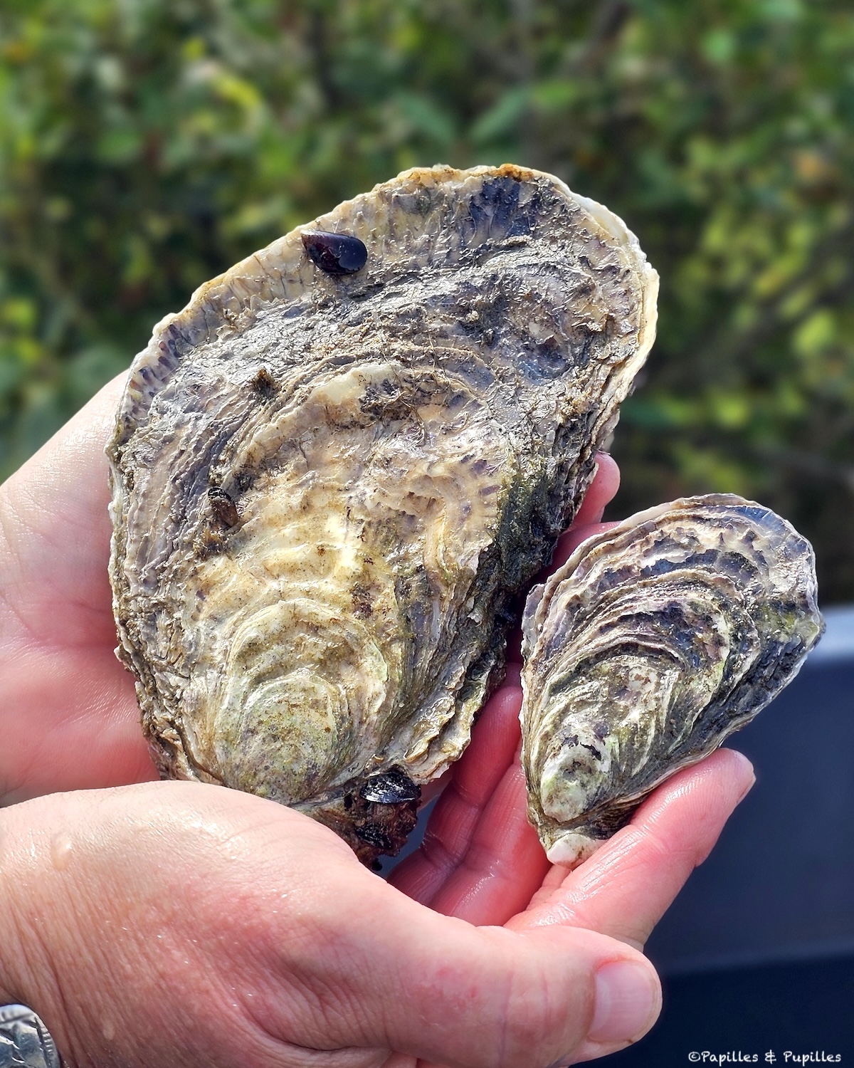 Huitre oublié des marais - Ferme des Baleines