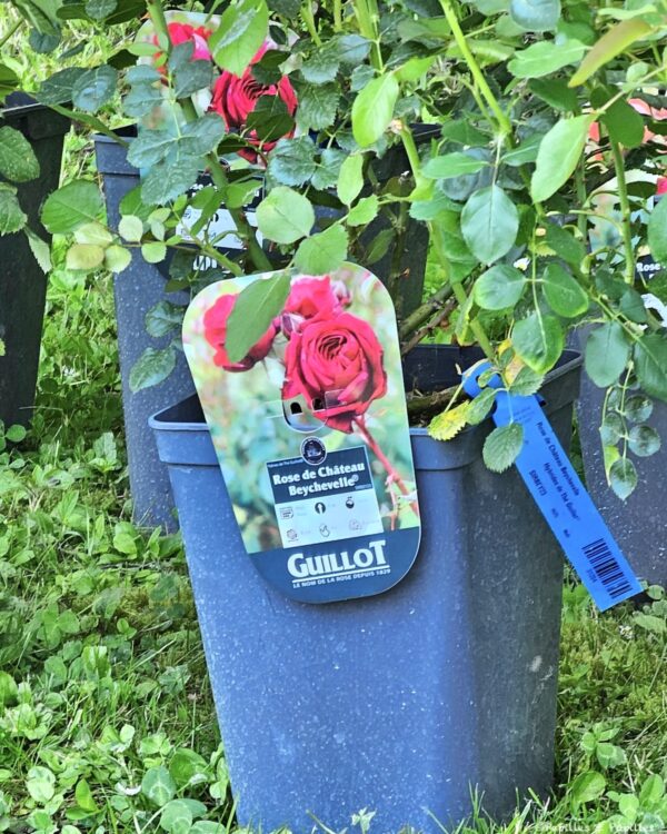 La Rose du Château Beychevelle