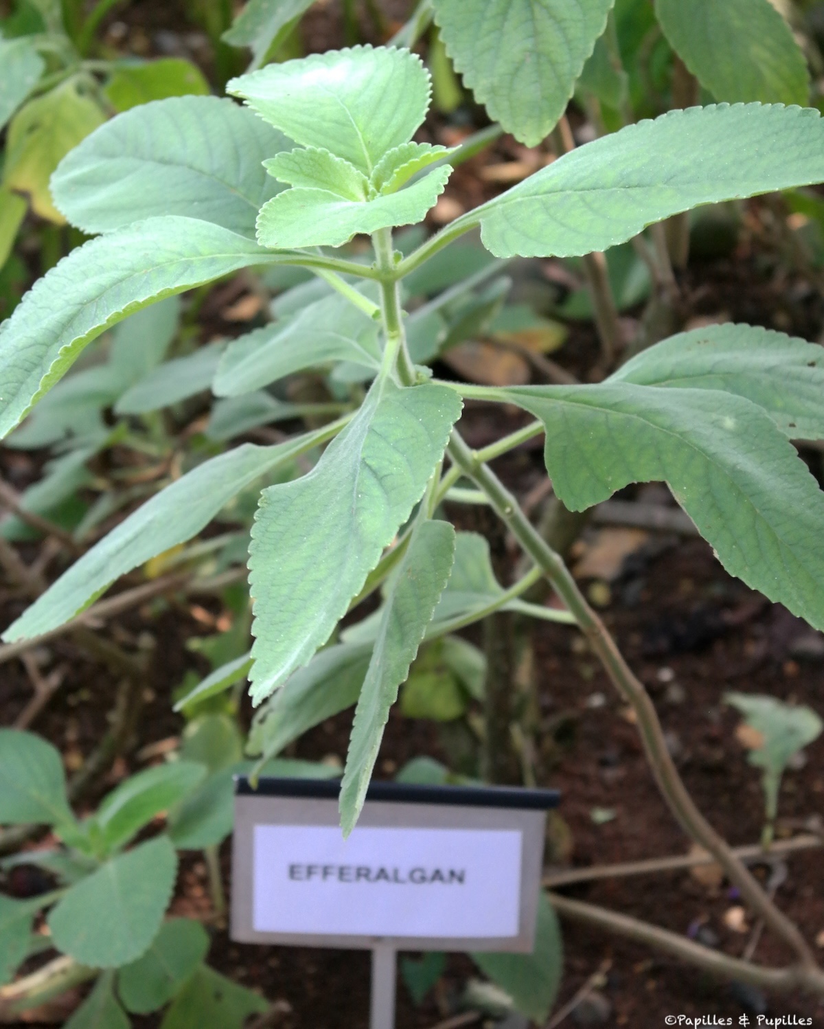 Plante Efferalgan