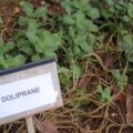 Plante "Doliprane"
