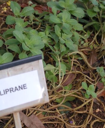 Plante "Doliprane"