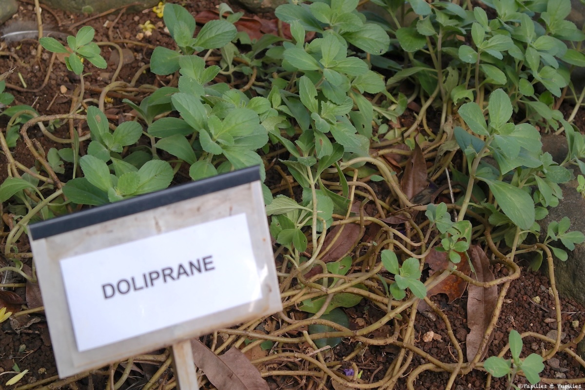 Plante "Doliprane"