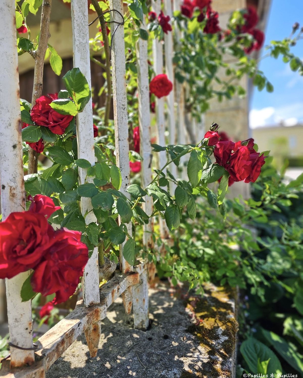 Roses - Château Beychevelle