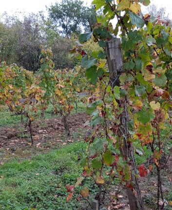 VIgnes Castillon la Bataille