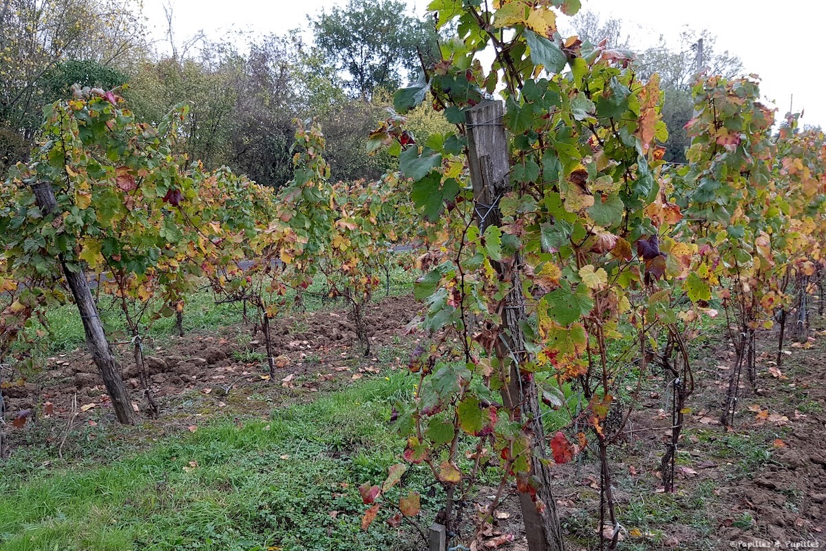 VIgnes Castillon la Bataille