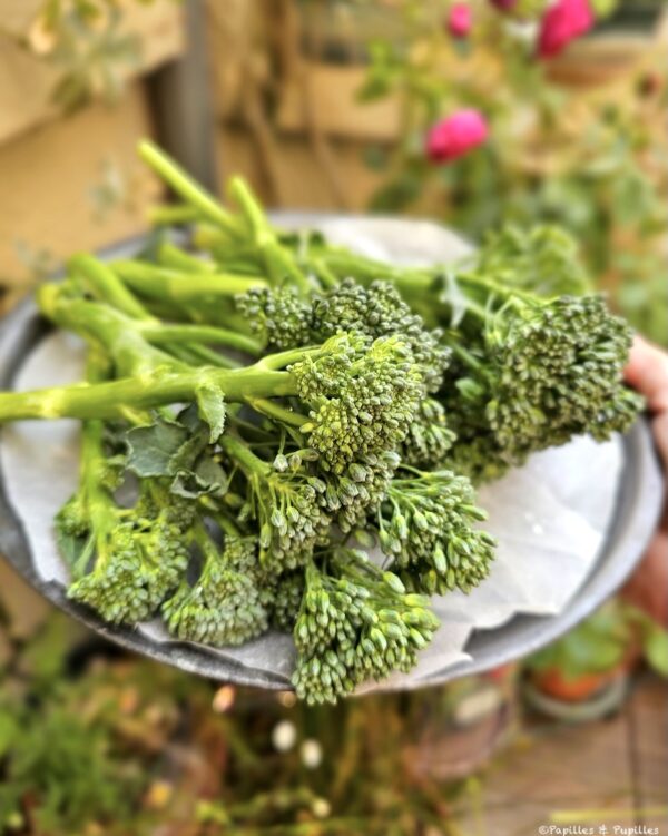 Broccolini (Bimi)