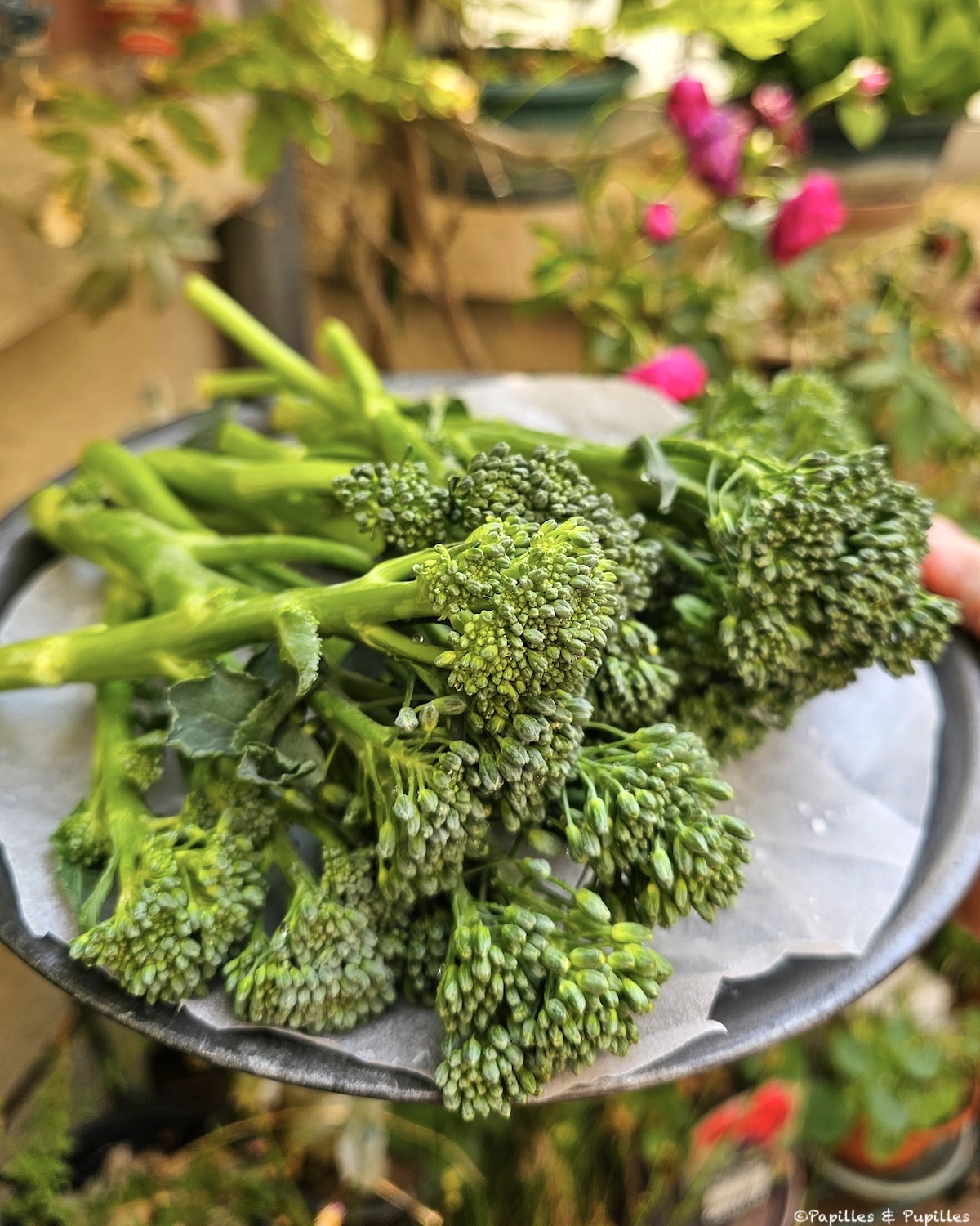 Broccolini (Bimi)