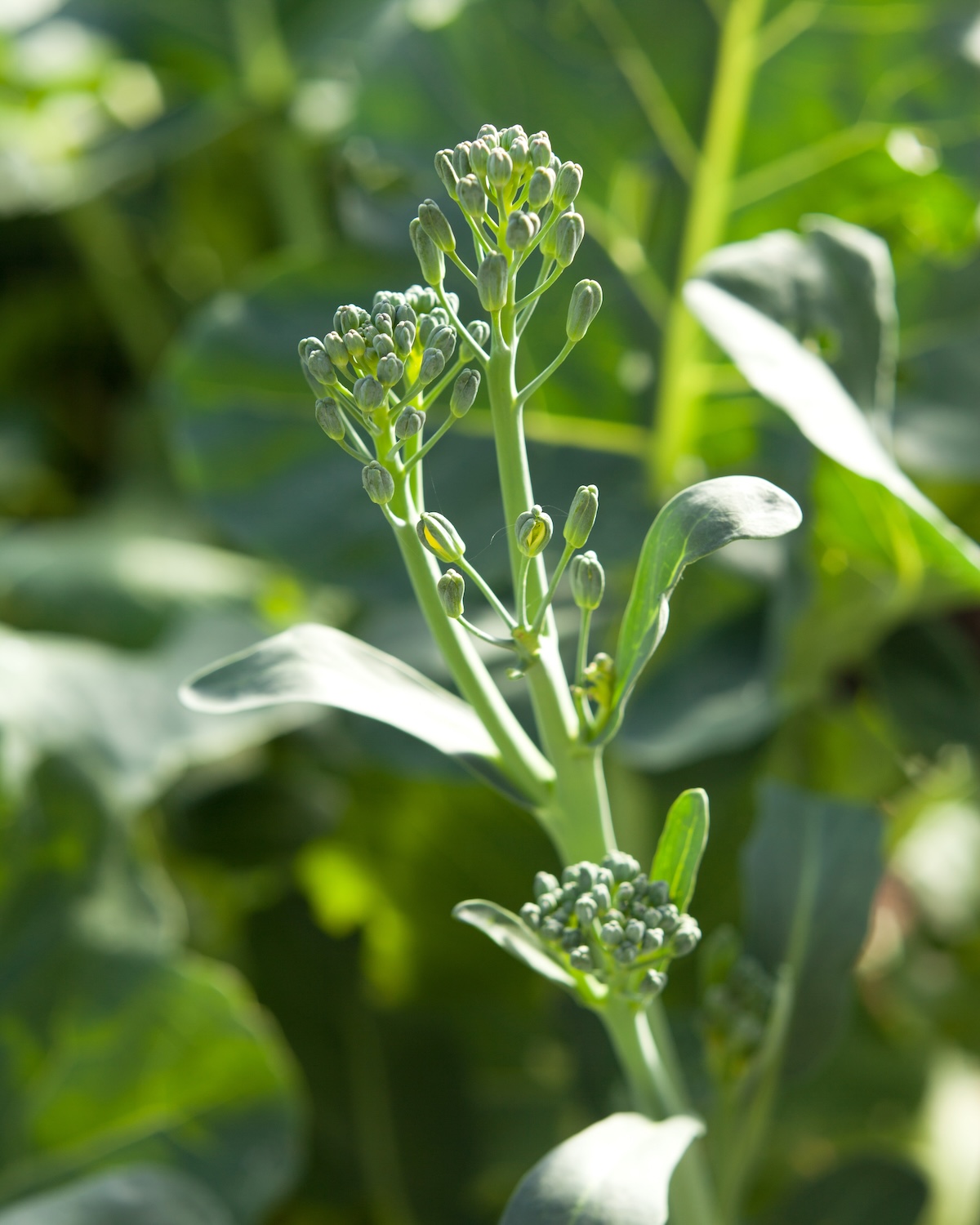 Brocolini ©shutterstock