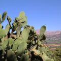 Canicule (cactus)