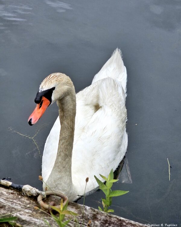 Cygne