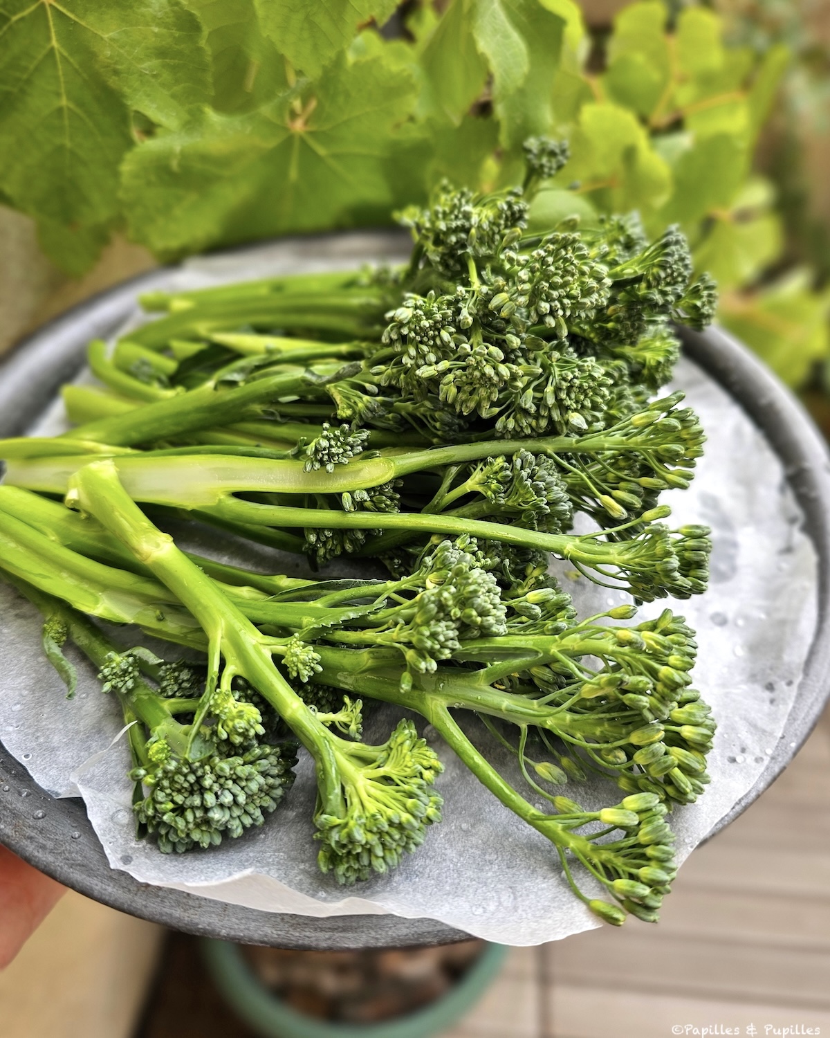 Broccolini fendus en 2