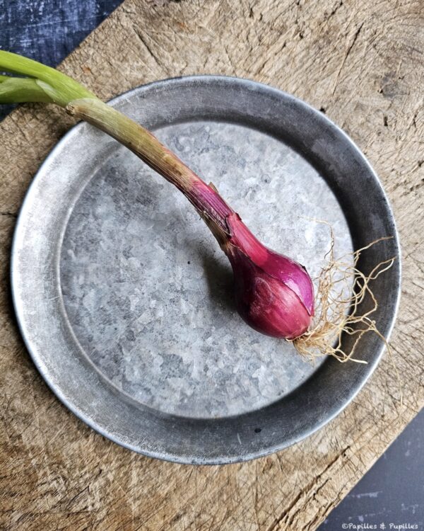 Oignon rouge