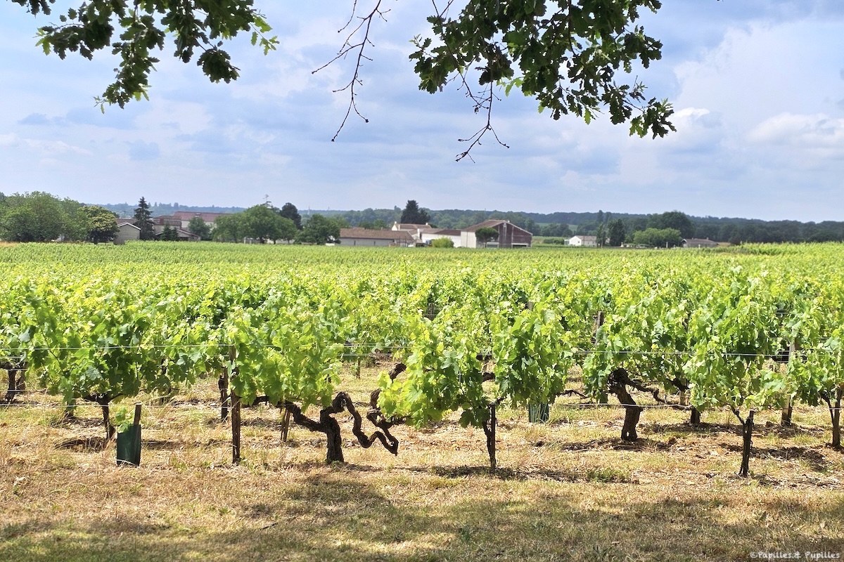 Vignes du Château de la Croix