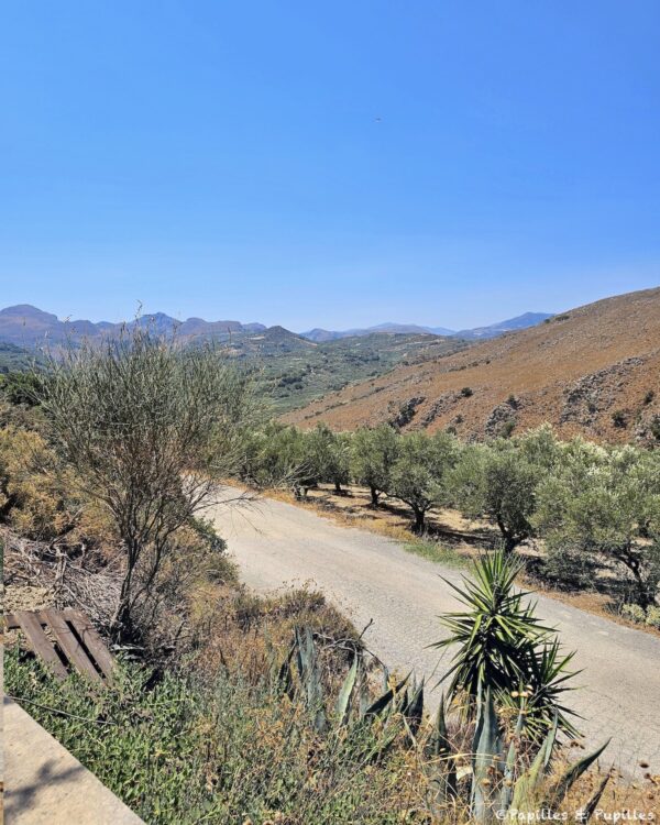 Biolea - vue montagne