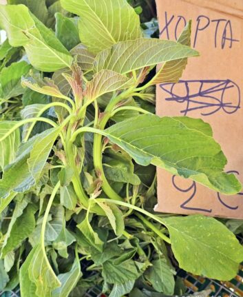 Horta
