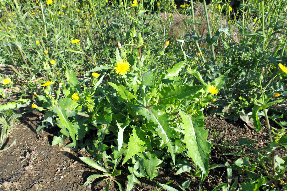 Laiteron maraîcher ©Harry Rose CC BY 2.0