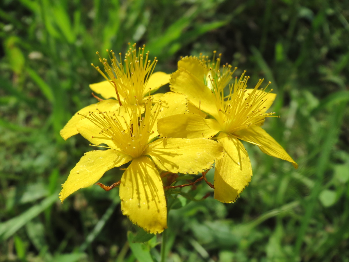 Millepertuis ©Andreas Rockstein CC BY-SA 2.0