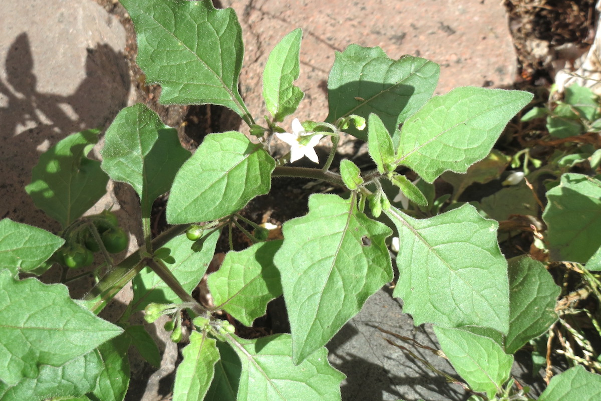 Solanum nigrum ©Andreas Rockstein CC BY-SA 2.0