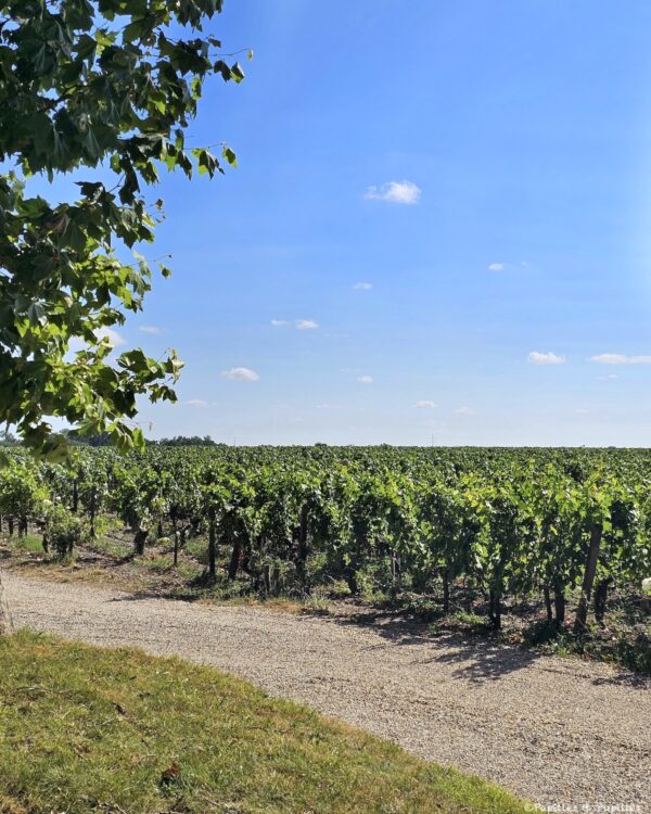 Vignes Château Kirwan