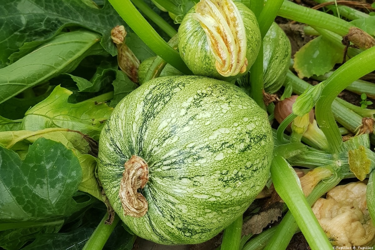 Courgettes