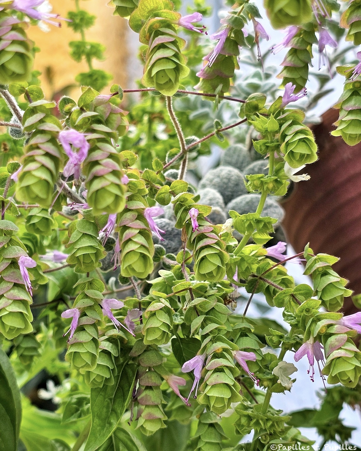 Diktamos à Katochori