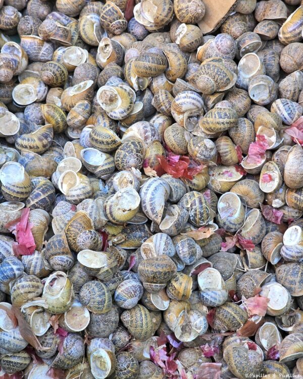 Escargots au marché
