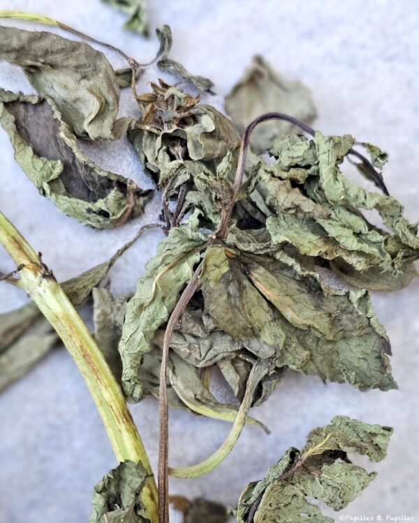 Tiges de menthe séchée