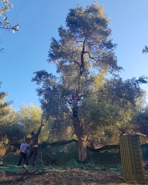 Olivier Tsounati ©Pamako