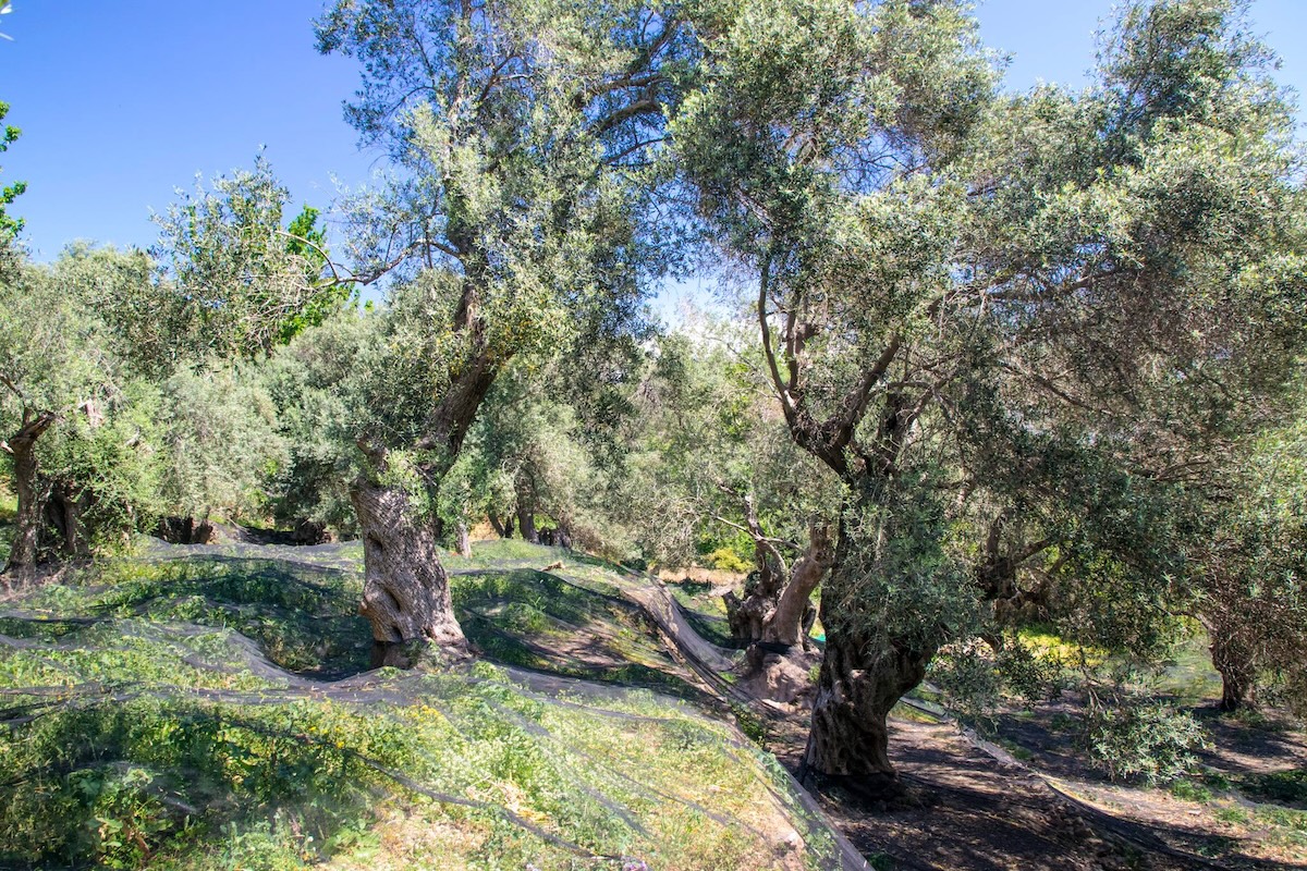 Oliviers Tsounati ©Pamako