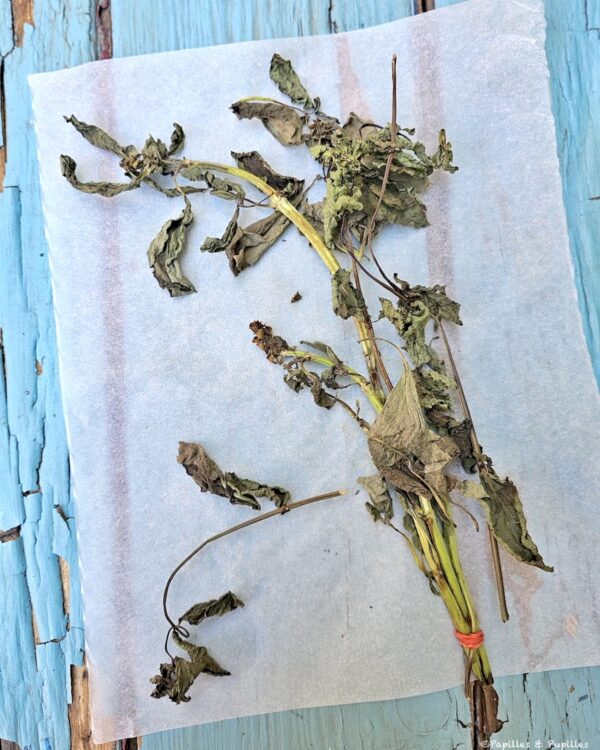 Tiges de menthe séchée