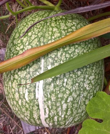 Cucurbita ficifolia ©yotoen CC BY 2.0