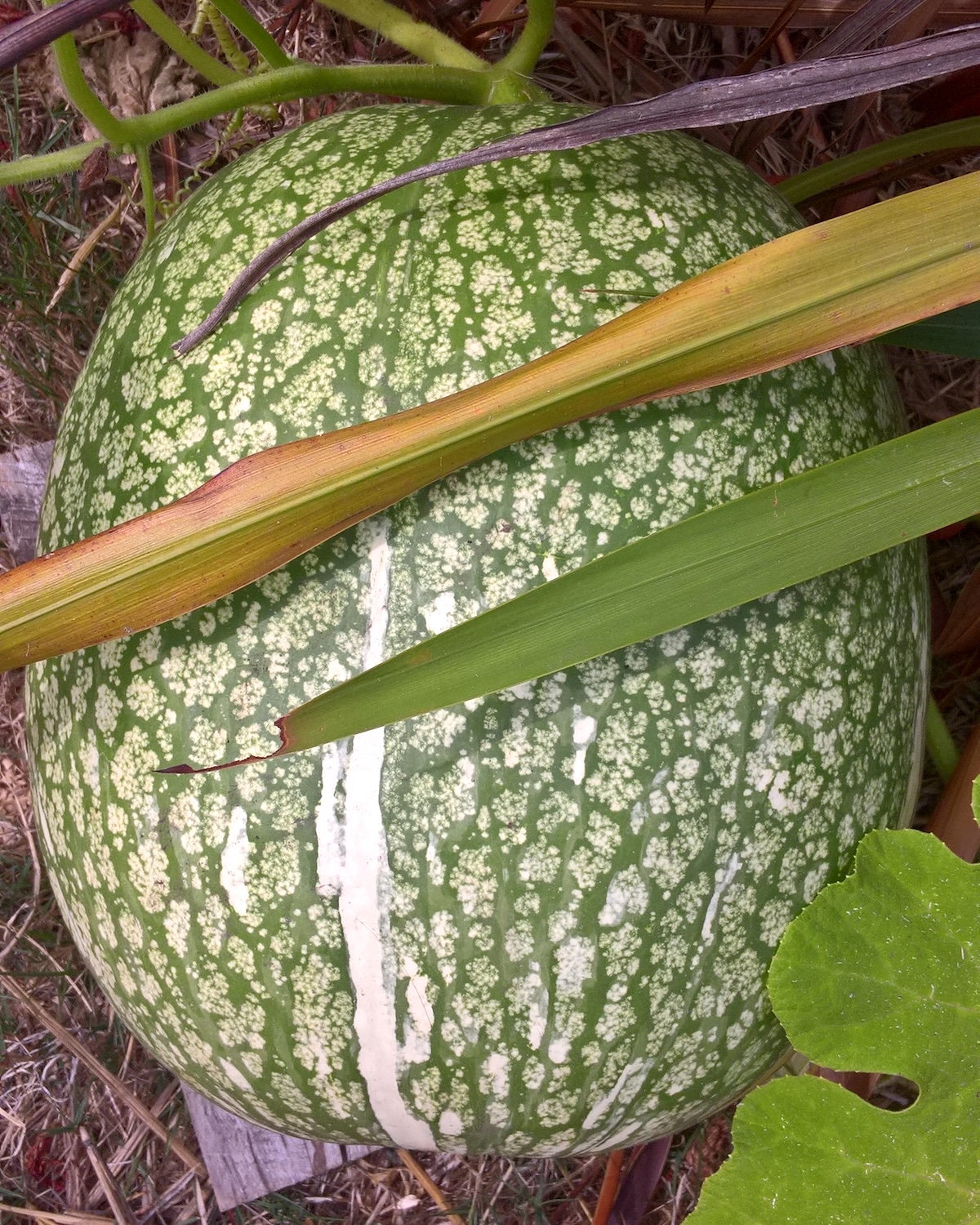 Cucurbita ficifolia ©yotoen CC BY 2.0